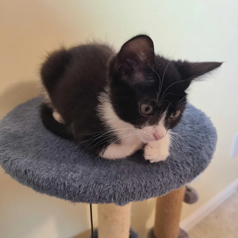A young small-sized female Black Domestic Short Hair cat named Avalanche for adoption in Valdosta , GA