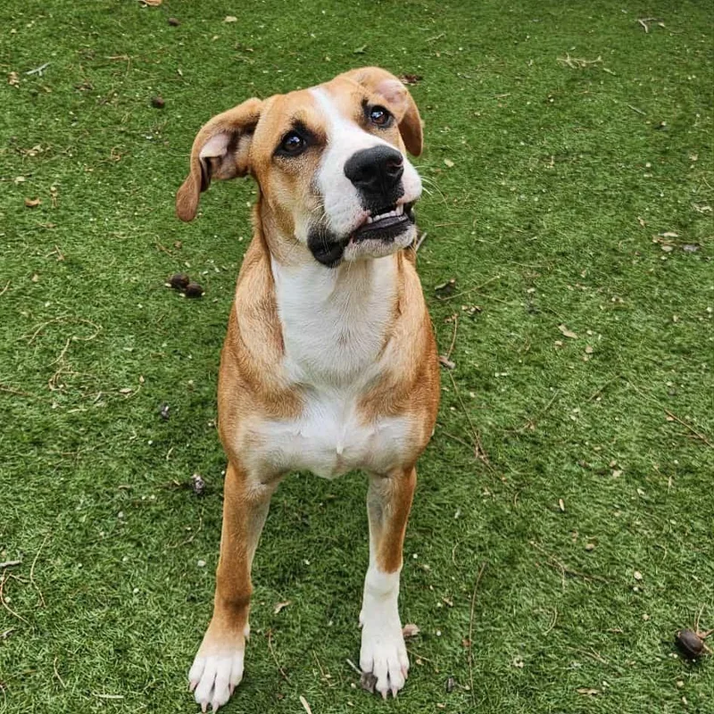 A young medium-sized male Golden Labrador Retriever dog named Harold JuM for adoption in Austin, TX