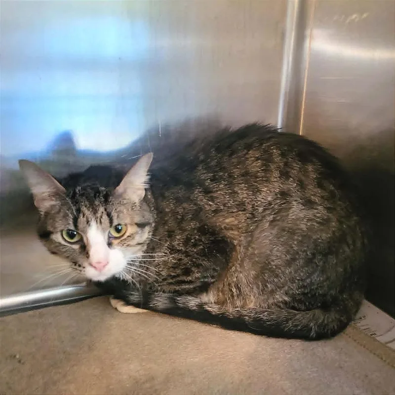 A young large-sized male Brown / Chocolate Domestic Short Hair cat named Jack for adoption in Belleville, IL