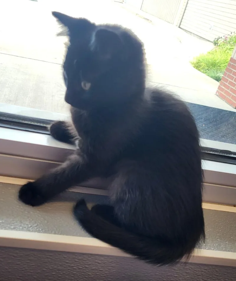 A baby medium-sized female Domestic Short Hair cat named Lexi for adoption in Bloomington, IN