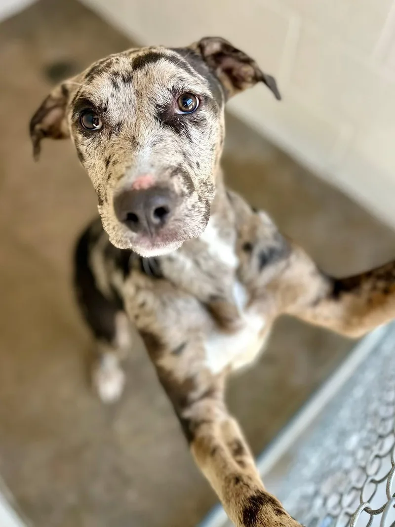 A young medium-sized male Gray / Blue / Silver Catahoula Leopard Dog dog named Clever for adoption in Sherman, TX