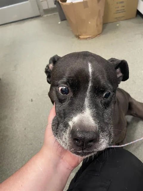A senior medium-sized female Mixed Breed dog named Jakobe for adoption in Dallas, TX