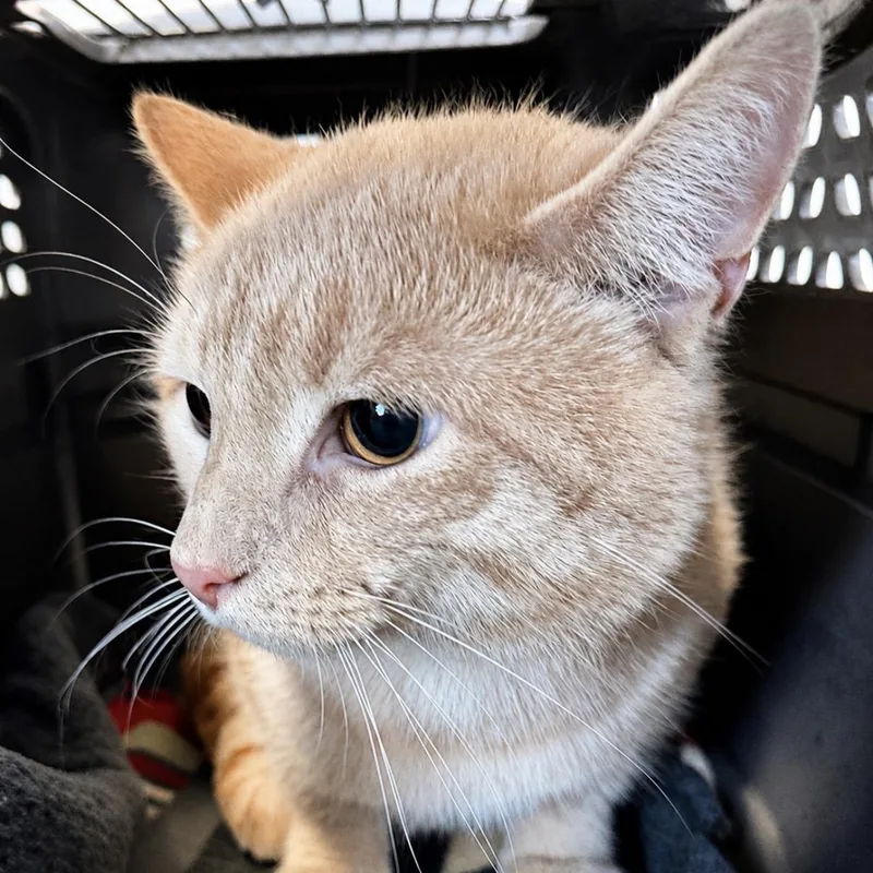 A young large-sized male Tabby (Buff / Tan / Fawn) Domestic Short Hair cat named Tigger for adoption in Roanoke, VA