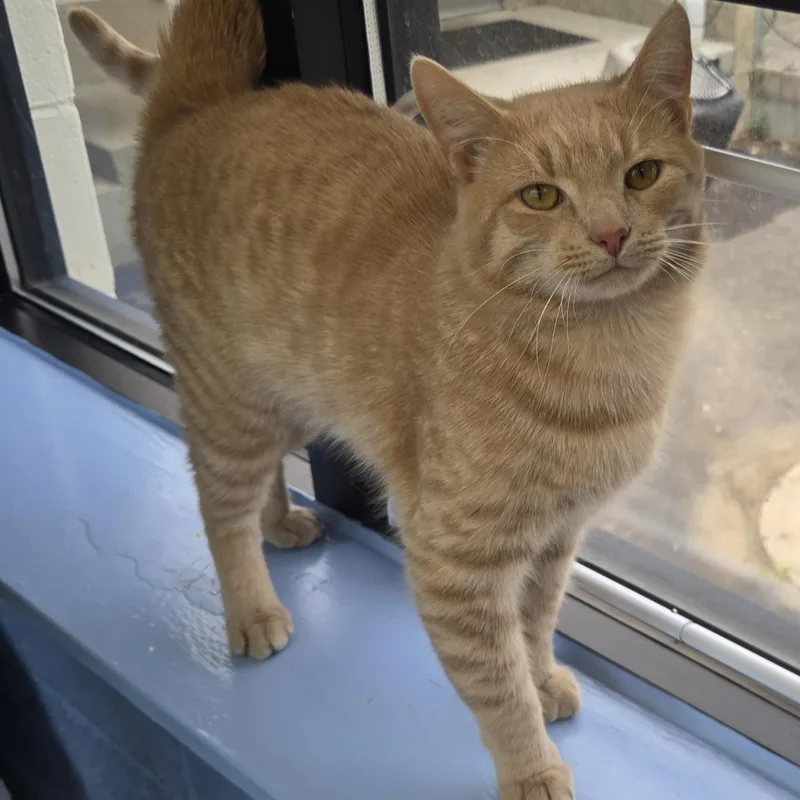 Tigger thumbnail 2