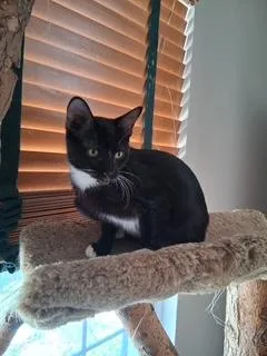 A baby small-sized female Black & White / Tuxedo Domestic Short Hair cat named Rowdey for adoption in Fishers, IN