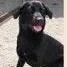A young medium-sized female Black Labrador Retriever dog named Meana for adoption in Calverton, NY