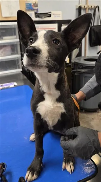 A baby small-sized female German Shepherd Dog dog named Opal for adoption in Phoenix, AZ
