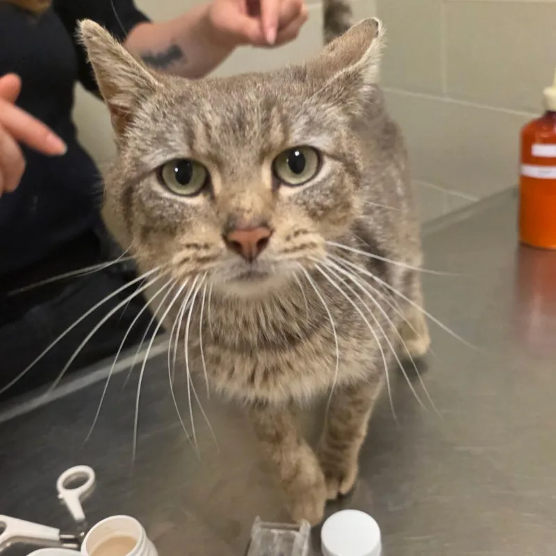 An adult medium-sized male Gray / Blue / Silver Domestic Short Hair cat named Sir Galahad for adoption in Bristol, IN