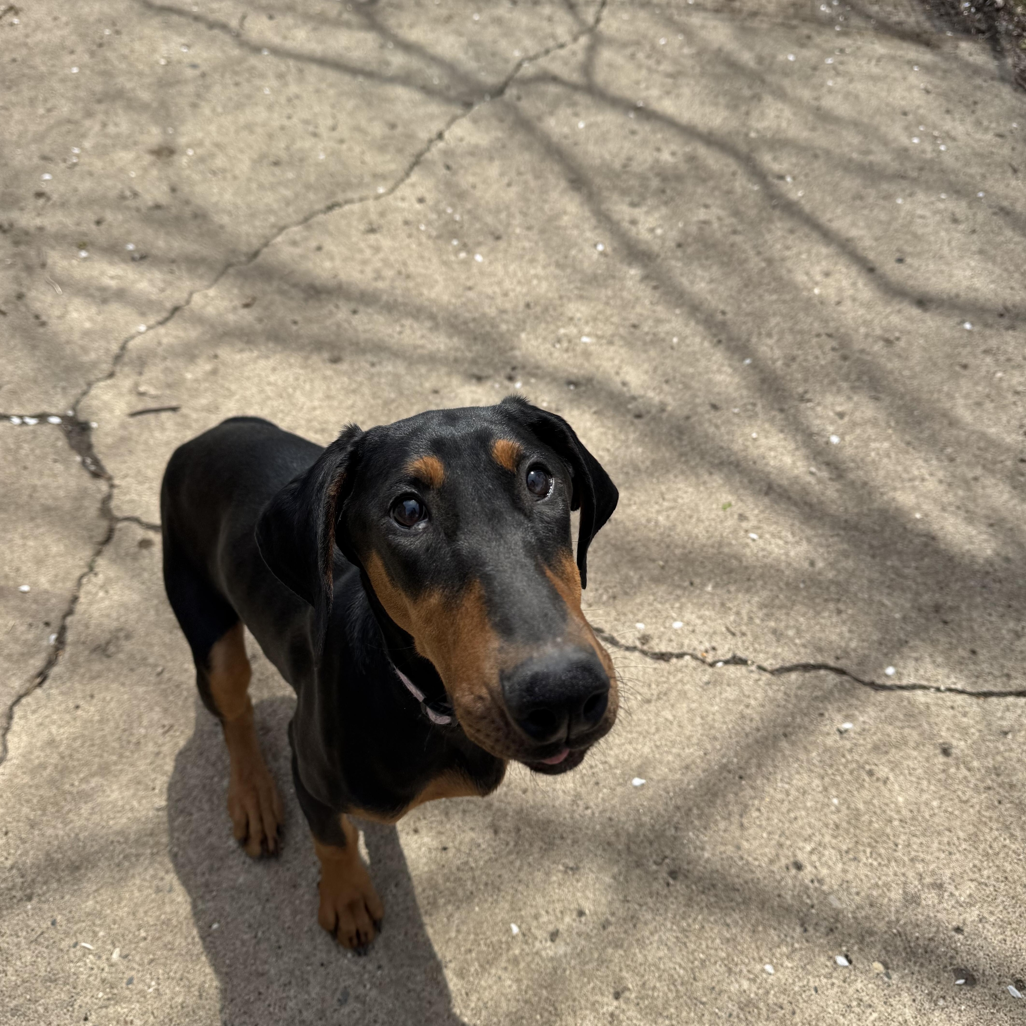 Jade! Precious Dobie! thumbnail 2