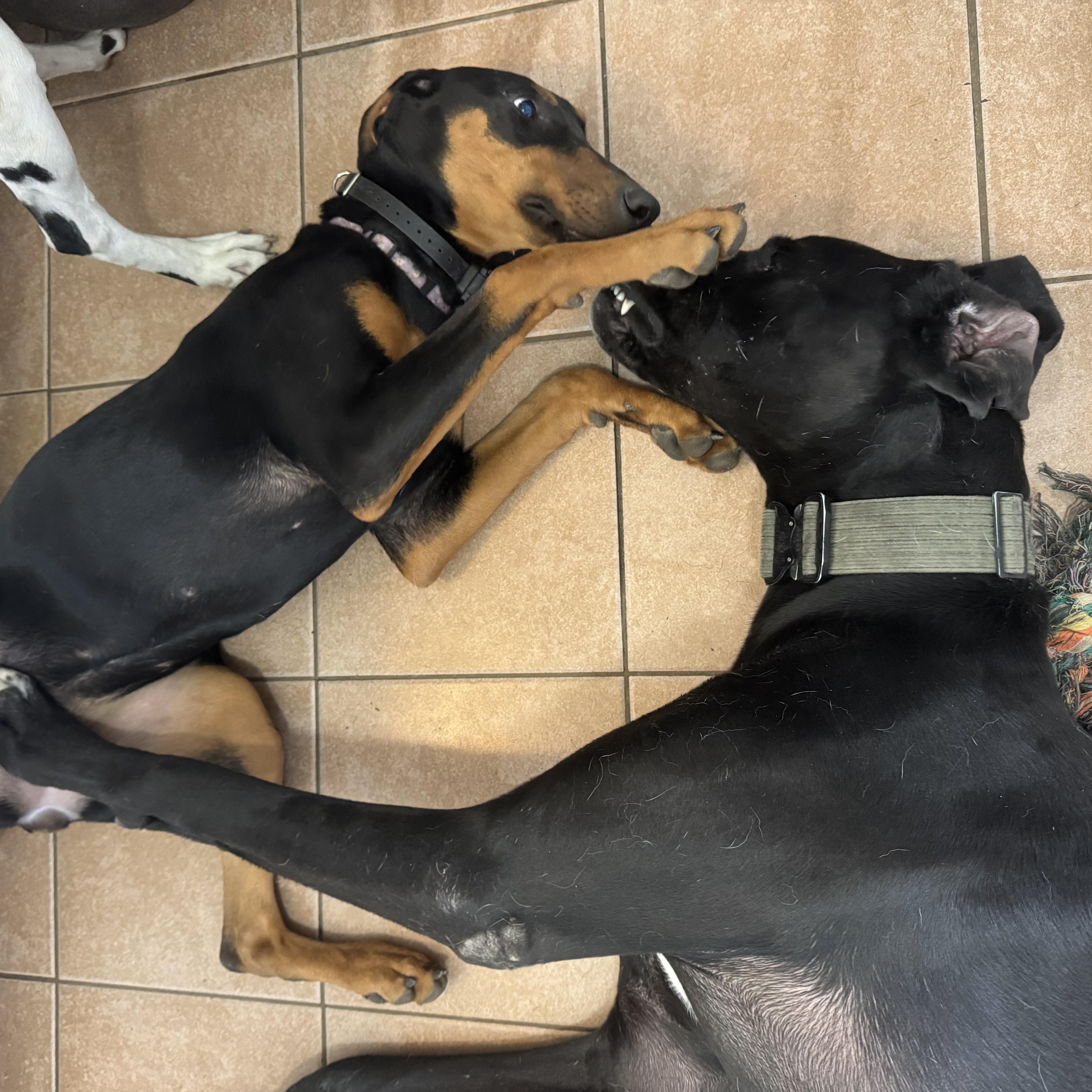 Jade! Precious Dobie! thumbnail 3