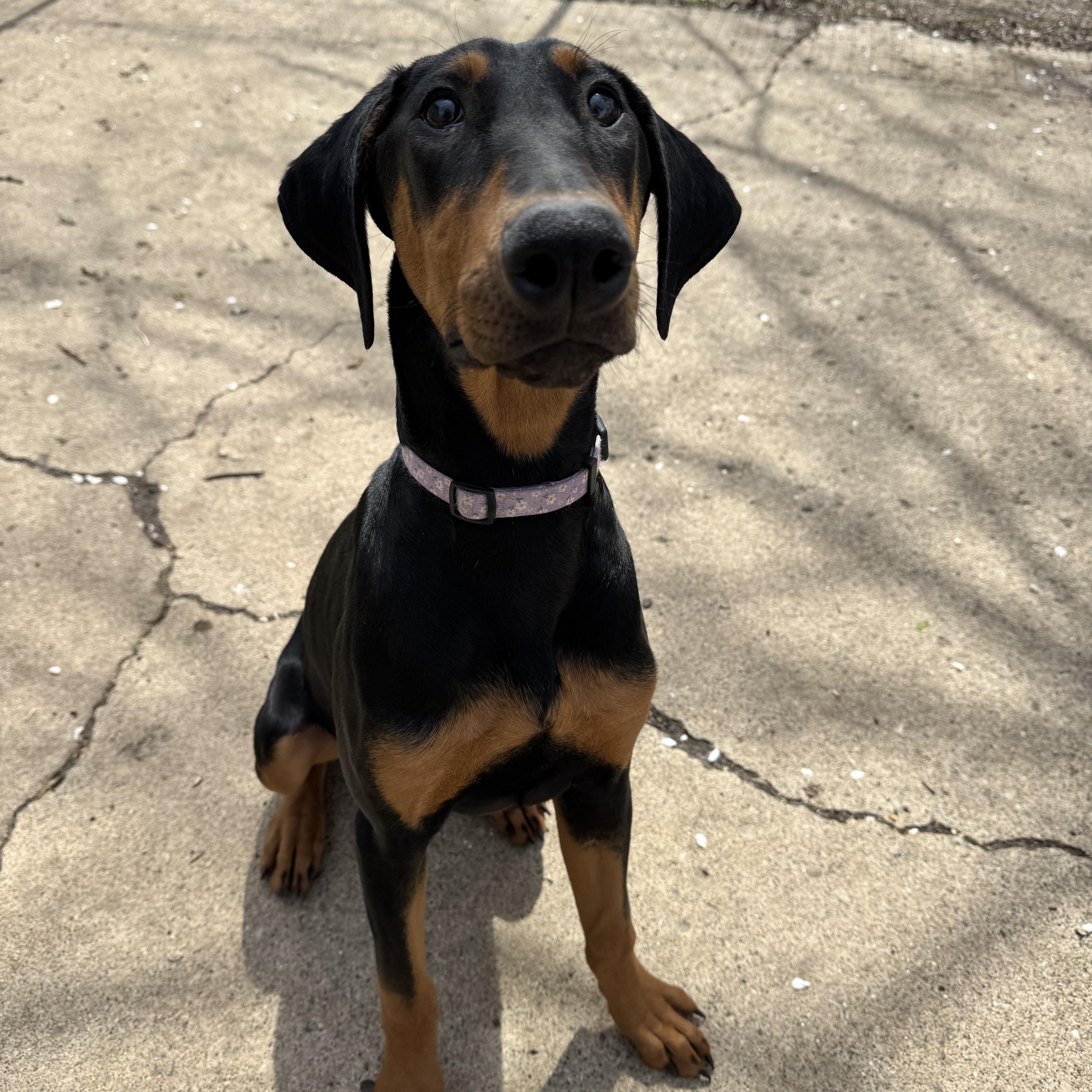 Jade! Precious Dobie! thumbnail 4