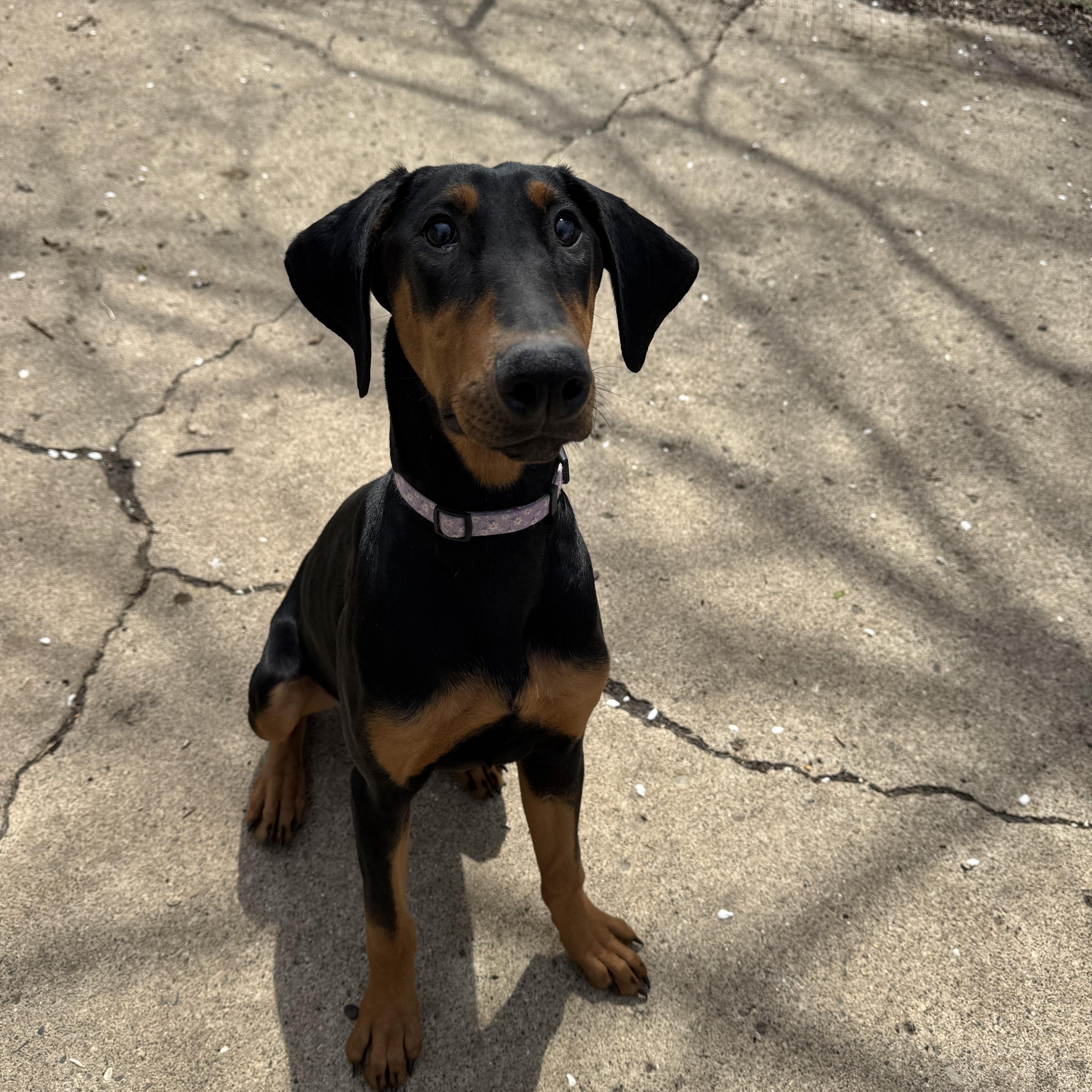 A young large-sized female Yellow / Tan / Blond / Fawn Doberman Pinscher dog named Jade! Precious Dobie! for adoption in RUSSIAVILLE, IN