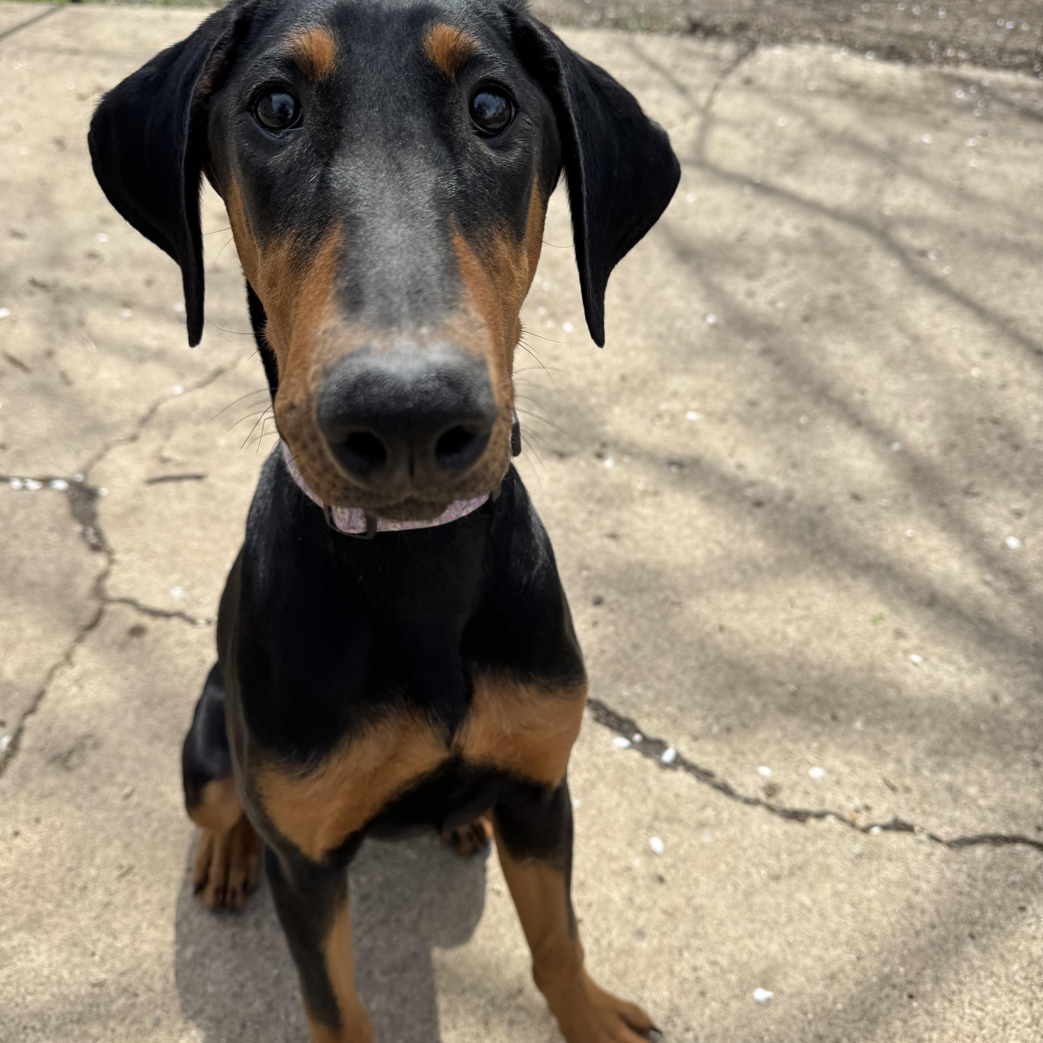 Jade! Precious Dobie! thumbnail 5