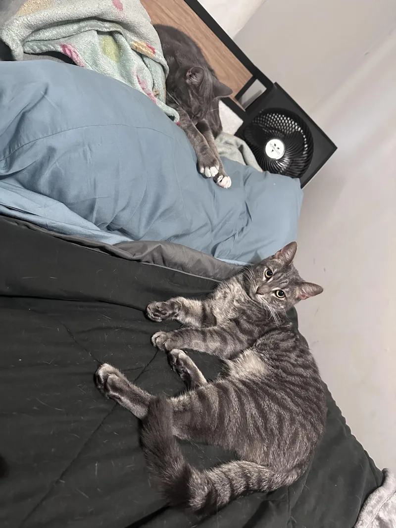 A young medium-sized male Tabby (Gray / Blue / Silver) Domestic Short Hair cat named Red aka Viper for adoption in San Jose, CA
