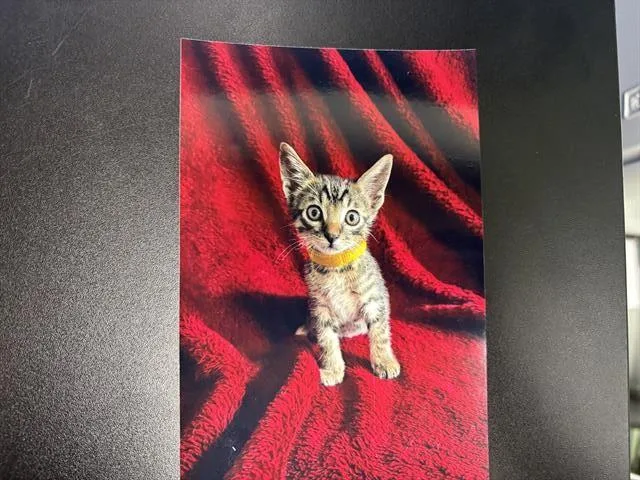 A baby small-sized male Domestic Short Hair cat named Fava Bean for adoption in Grand Prairie, TX