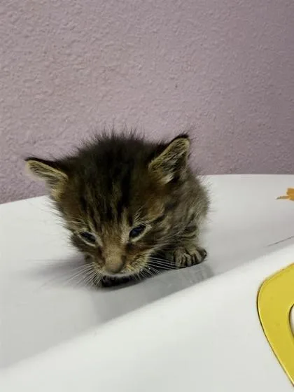 A baby small-sized male Brown / Chocolate Domestic Medium Hair cat named 61092921 for adoption in El Paso, TX