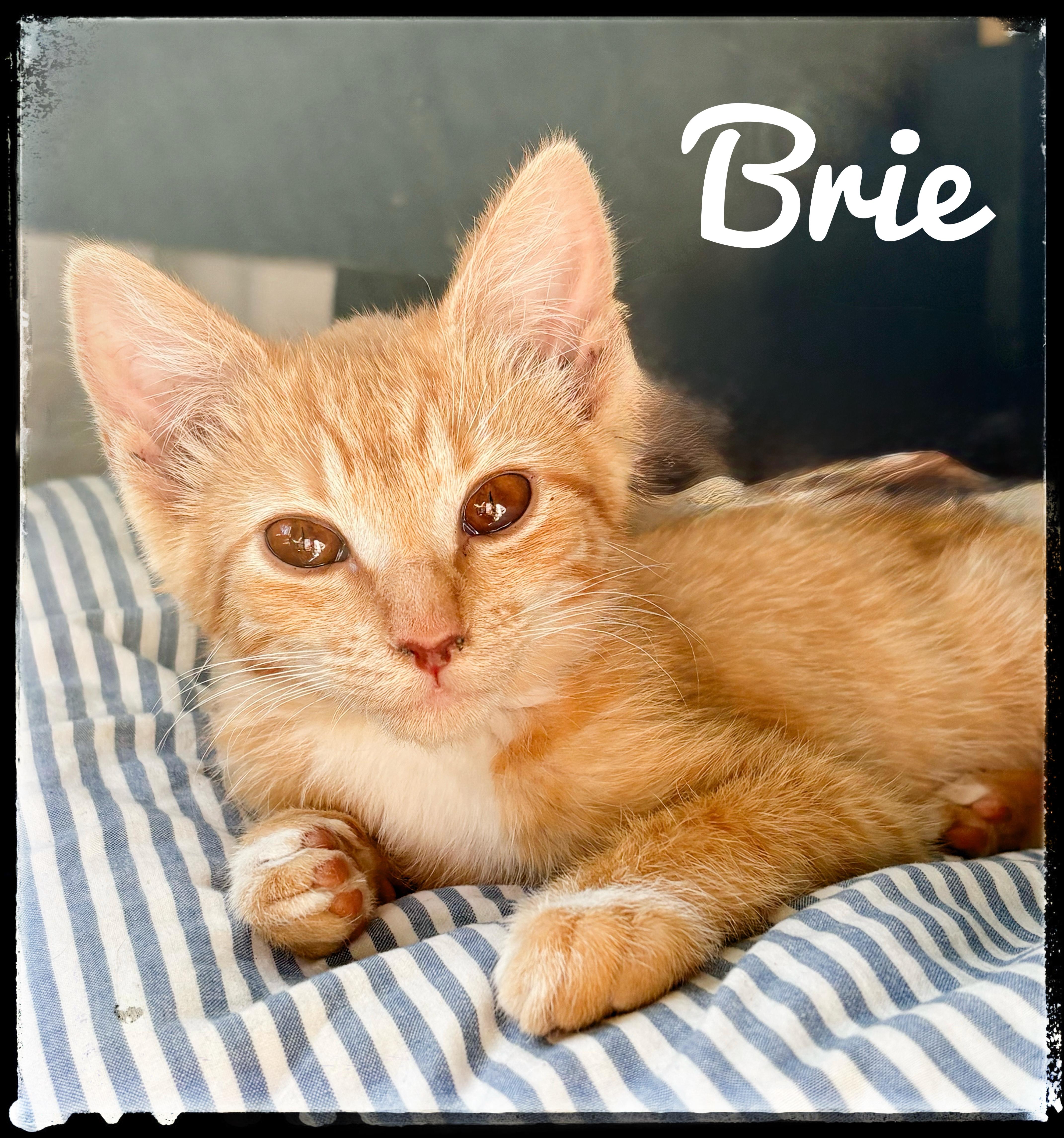 A baby small-sized female Domestic Short Hair cat named Brie for adoption in El Cajon, CA