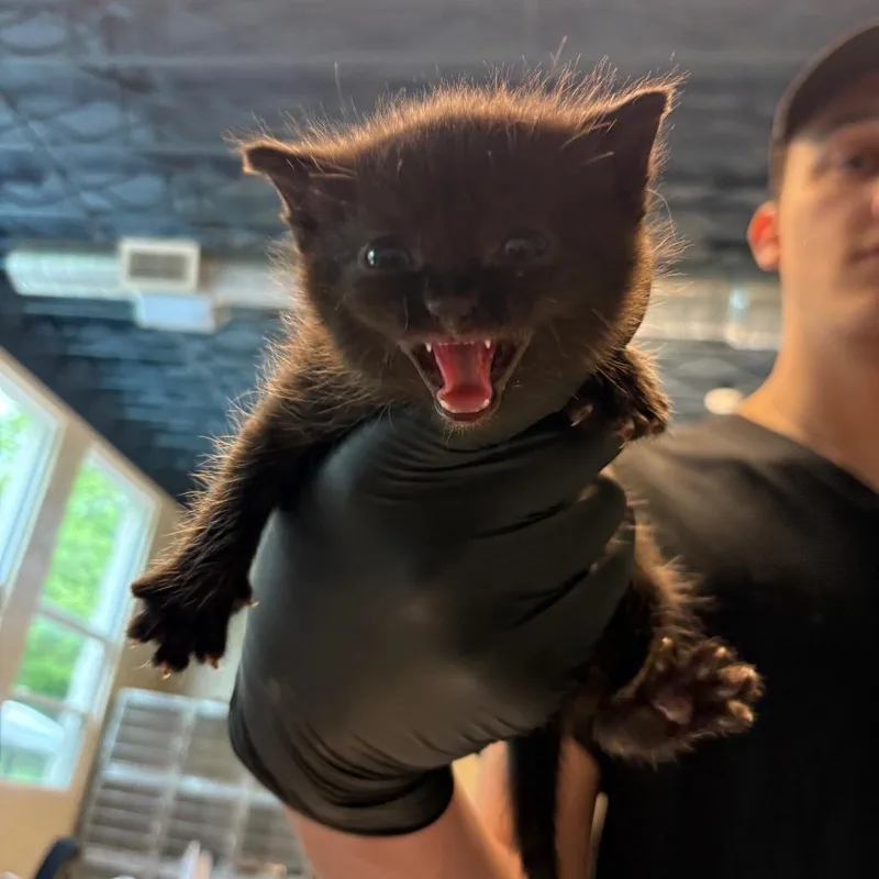 A baby small-sized female Black Domestic Short Hair cat named Pie for adoption in Huntington, WV