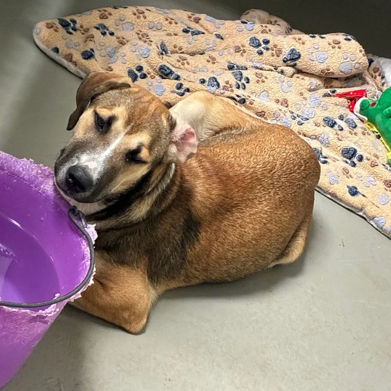 A young medium-sized female Yellow / Tan / Blond / Fawn Shepherd dog named Marie for adoption in Saint Louis, MO