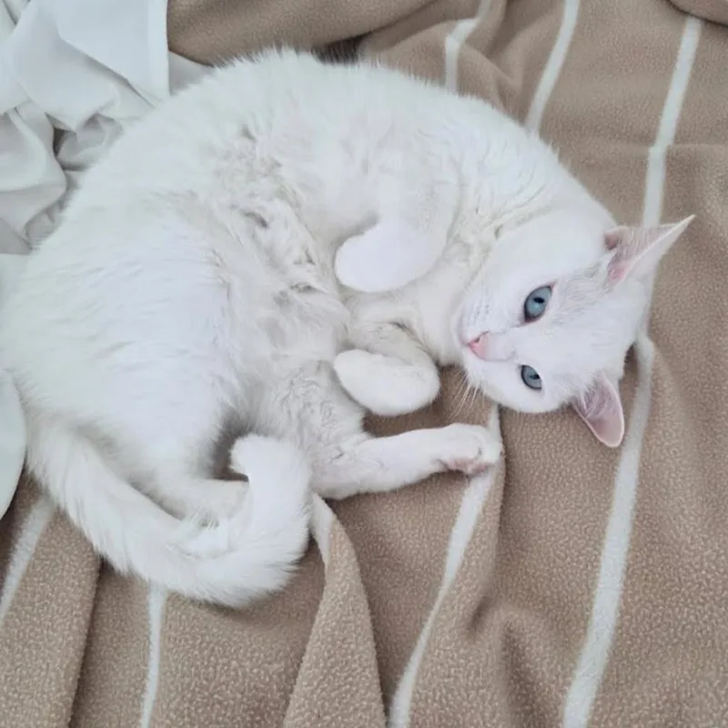 An adult large-sized female Domestic Short Hair cat named Lulu for adoption in Weston, FL