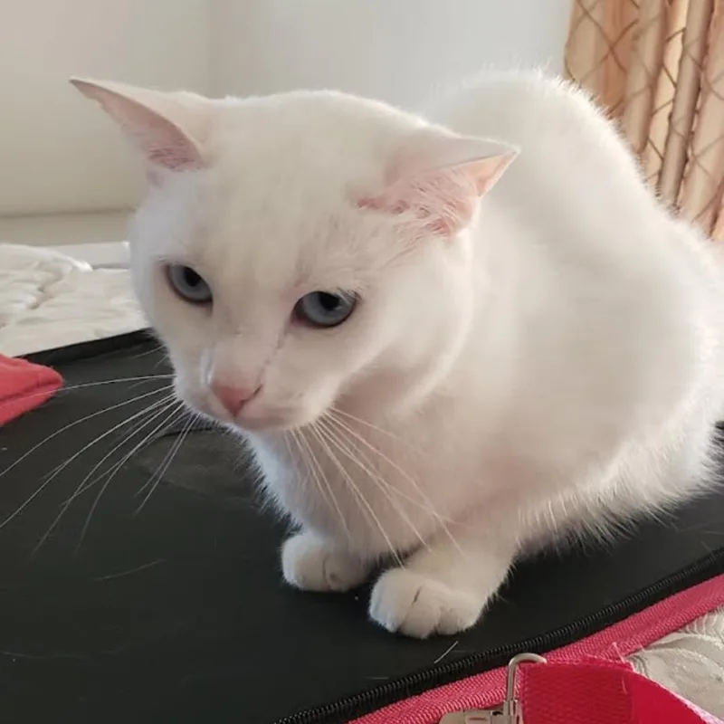 Lulu thumbnail 3
