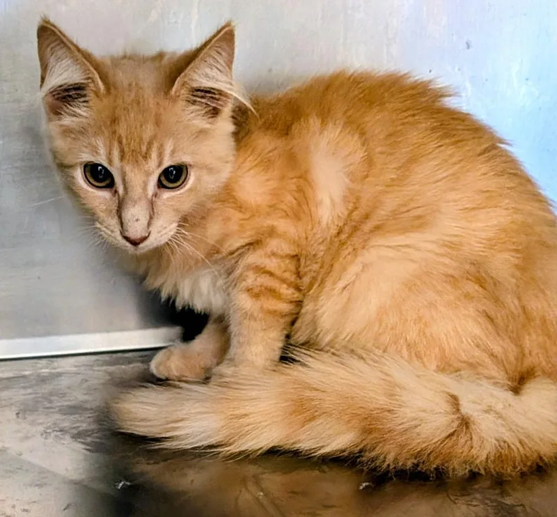 A baby small-sized male Domestic Short Hair cat named Pancake for adoption in St. Augustine, FL
