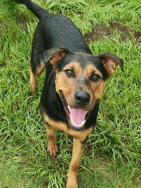 A young large-sized female Rottweiler dog named A for adoption in Conroe, TX
