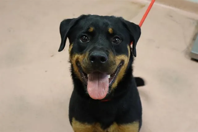 A young large-sized female Mixed Breed dog named Paisley for adoption in Columbia, SC