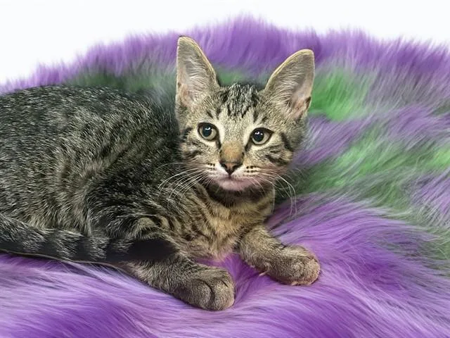 A baby medium-sized male Domestic Short Hair cat named Boq for adoption in Fort Lauderdale, FL