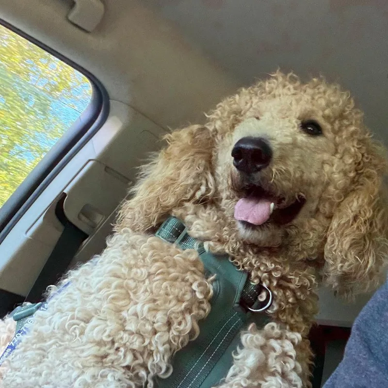 An adult large-sized male Standard Poodle dog named Waffles for adoption in Greensboro, GA