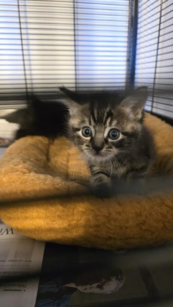 A young small-sized female Brown / Chocolate Domestic Short Hair cat named Chun Li for adoption in Pacifica, CA