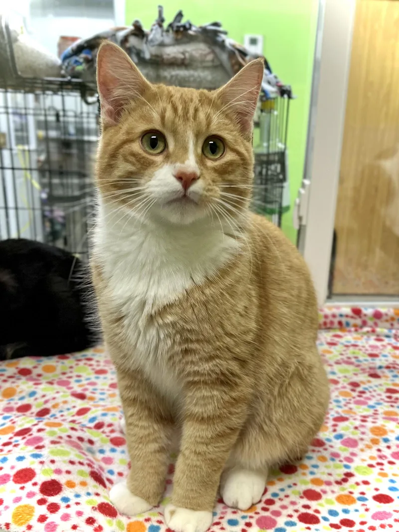An adult medium-sized male Orange & White Domestic Short Hair cat named Chucky for adoption in Estherville, IA