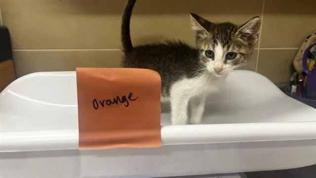 A baby small-sized male Domestic Short Hair cat named Nacho Cheese for adoption in Grand Prairie, TX