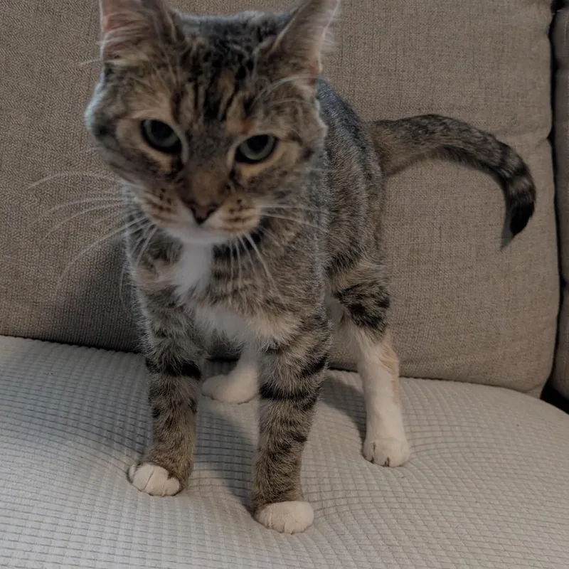 An adult medium-sized female Tortoiseshell Domestic Short Hair cat named Merrie for adoption in Abingdon, MD