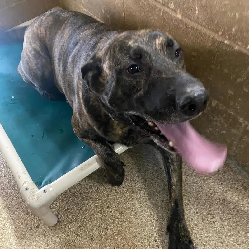 An adult extra large-sized male Brindle Mastiff dog named Bruce for adoption in Newport, NC
