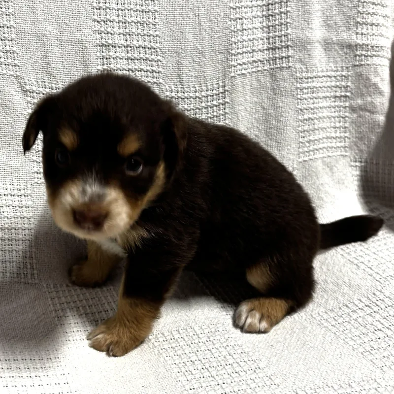 Hyacinth thumbnail 5