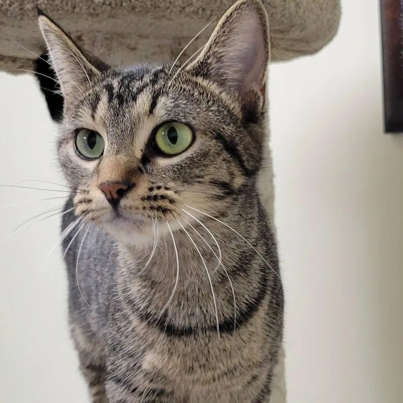 An adult medium-sized female Tabby (Brown / Chocolate) Domestic Short Hair cat named Nina for adoption in Mazon, IL