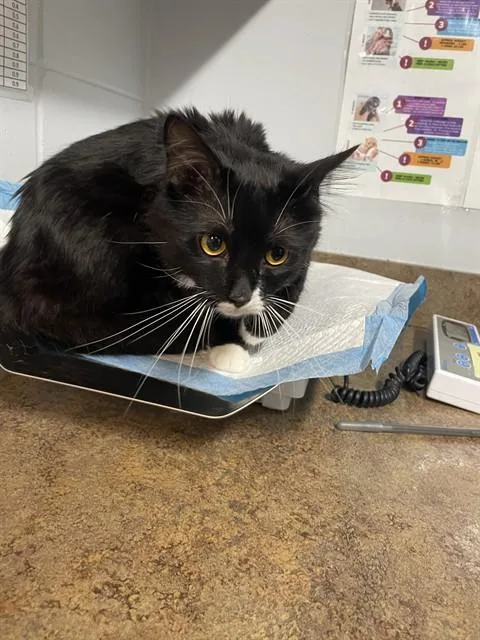 A young medium-sized male Domestic Short Hair cat named Numa for adoption in Tallahassee, FL