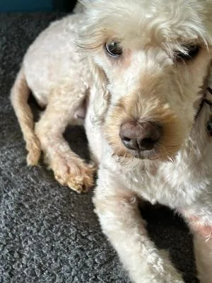 ABBY in RHODE ISLAND