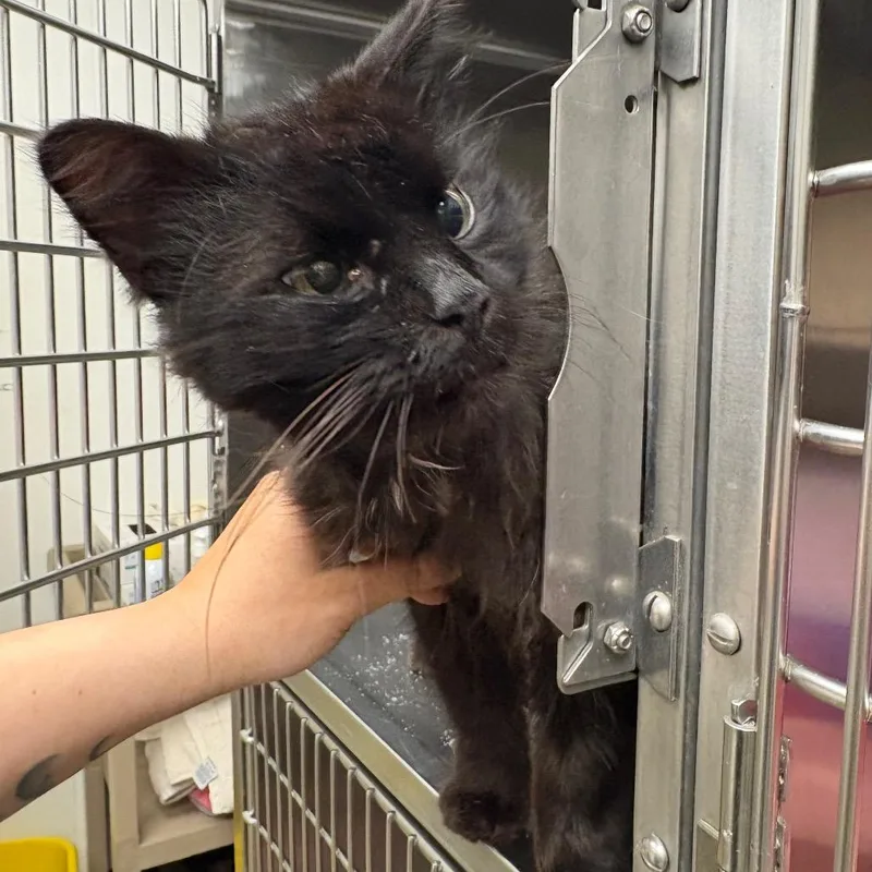 An adult medium-sized male Black Domestic Medium Hair cat named Chompers for adoption in Mentor, OH
