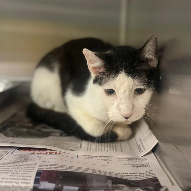 An adult medium-sized male Domestic Short Hair cat named Bacon Bit for adoption in Pauls Valley, OK