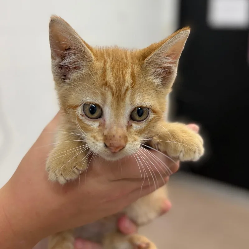 A baby small-sized male Orange / Red Domestic Short Hair cat named Gary for adoption in Ardmore, OK