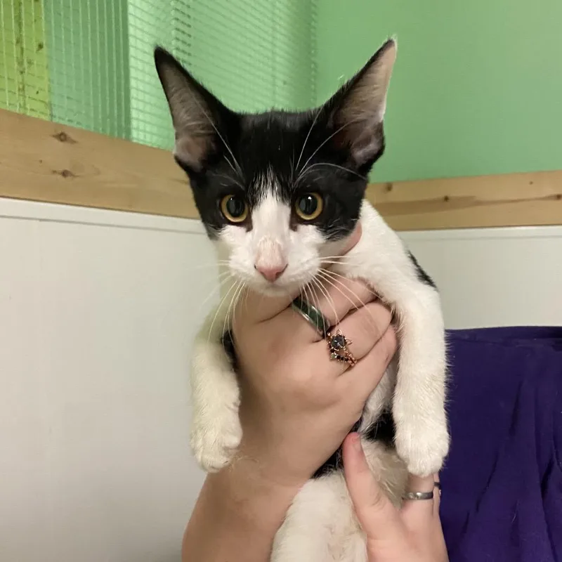 A baby small-sized male White Domestic Short Hair cat named Bonsai for adoption in Monroe, LA