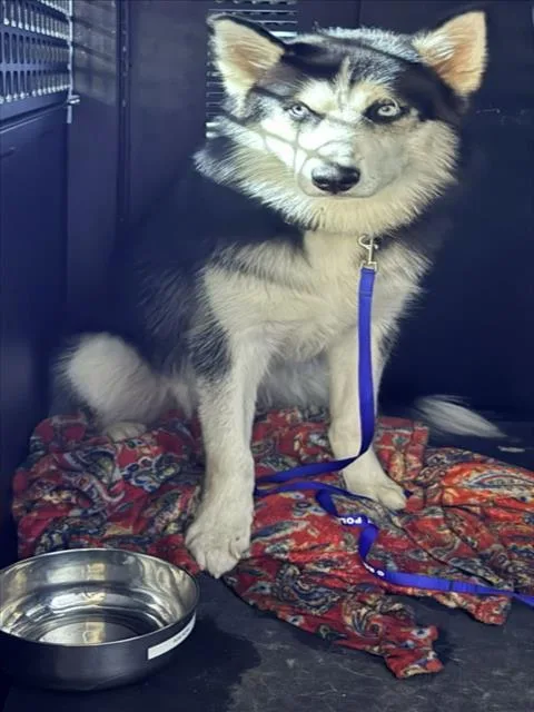 A young medium-sized male Siberian Husky dog named Luka for adoption in Derwood, MD