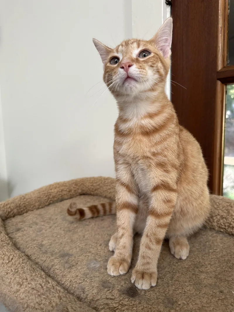 A baby medium-sized male Tabby cat named Oliver for adoption in Lawrenceville, GA