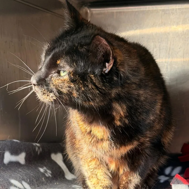 A senior medium-sized female Tortoiseshell Domestic Short Hair cat named Dottie for adoption in Sand Springs, OK