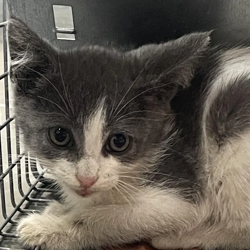 A baby small-sized male Gray / Blue / Silver Domestic Short Hair cat named Ruckus for adoption in Dickinson, TX