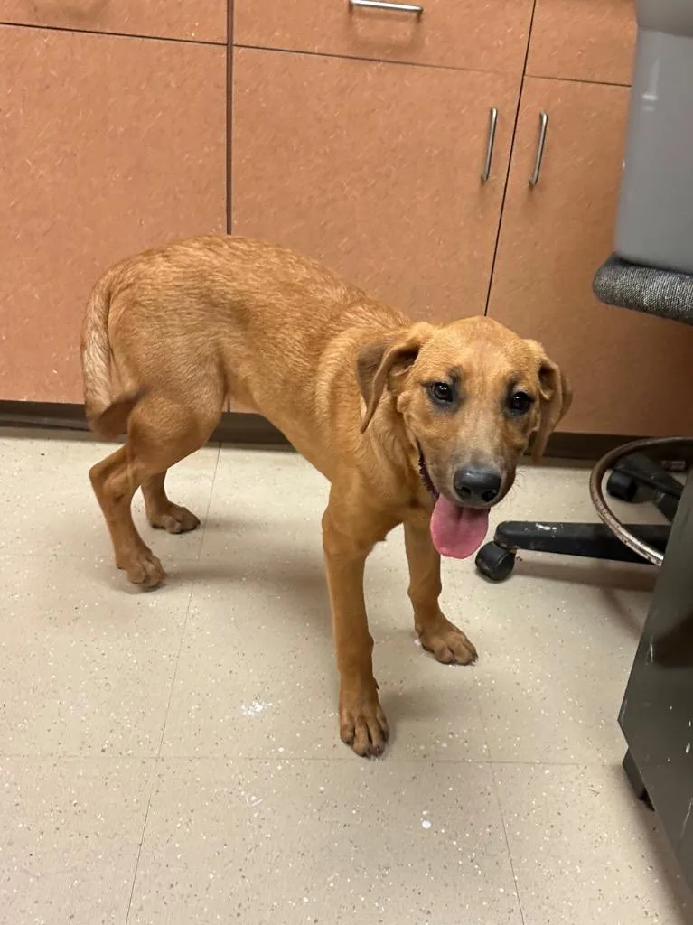 A baby large-sized female Mixed Breed dog named Gracie for adoption in Bossier City, LA