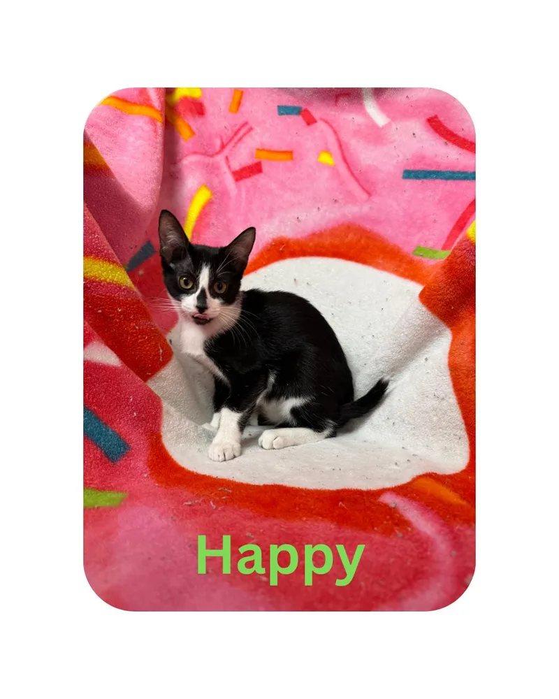 A young medium-sized female Domestic Short Hair cat named Happy for adoption in Miami, FL