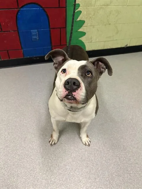 An adult medium-sized female Pit Bull Terrier dog named Greta for adoption in Indianapolis, IN